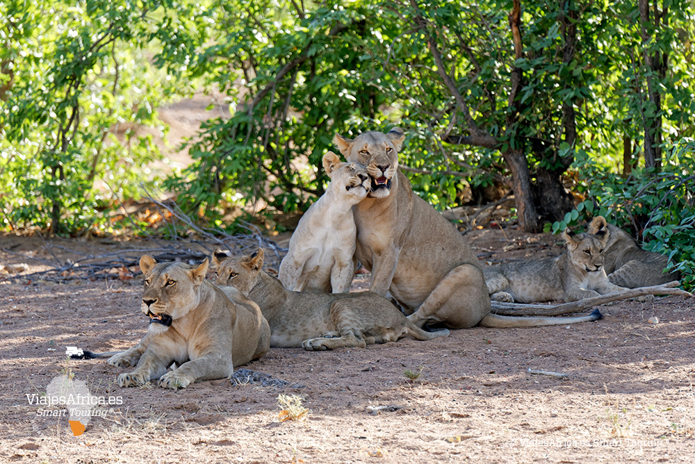safari-fotografia-namibia-etosha-leon