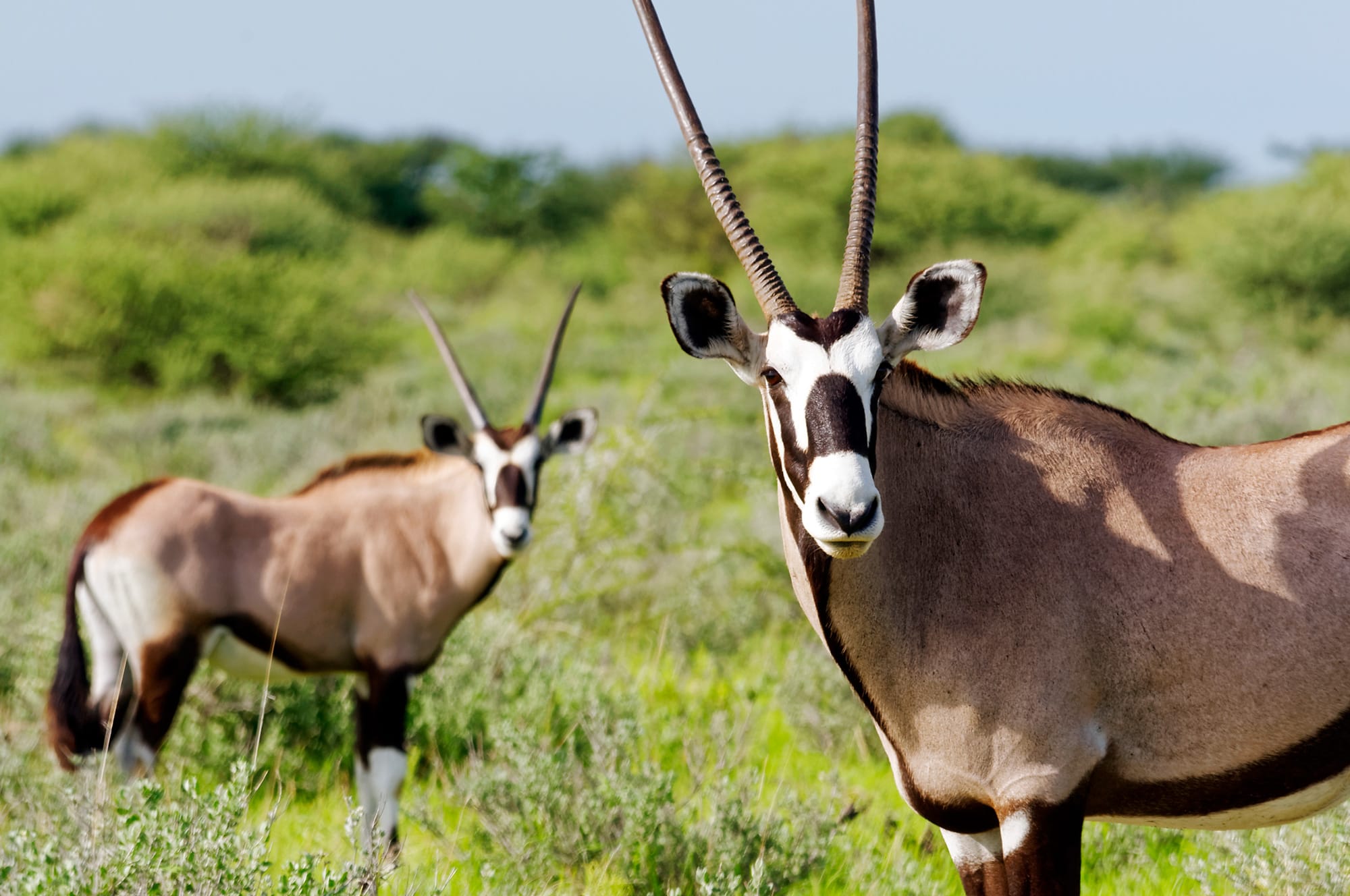 safari-etosha-orix-namibia-a-medida