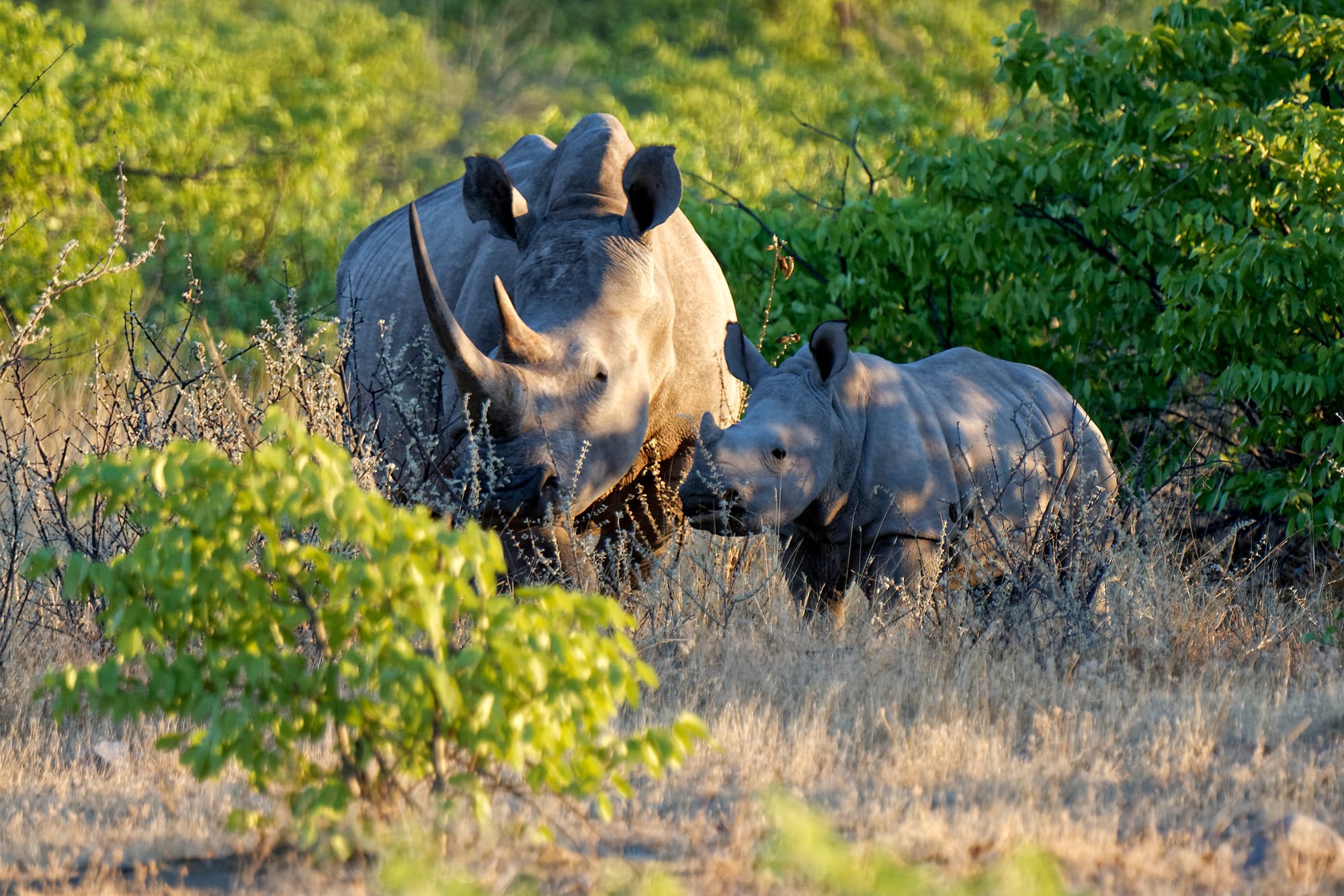 viajes-a-namibia-circuitos-a-medida-rinoceronte