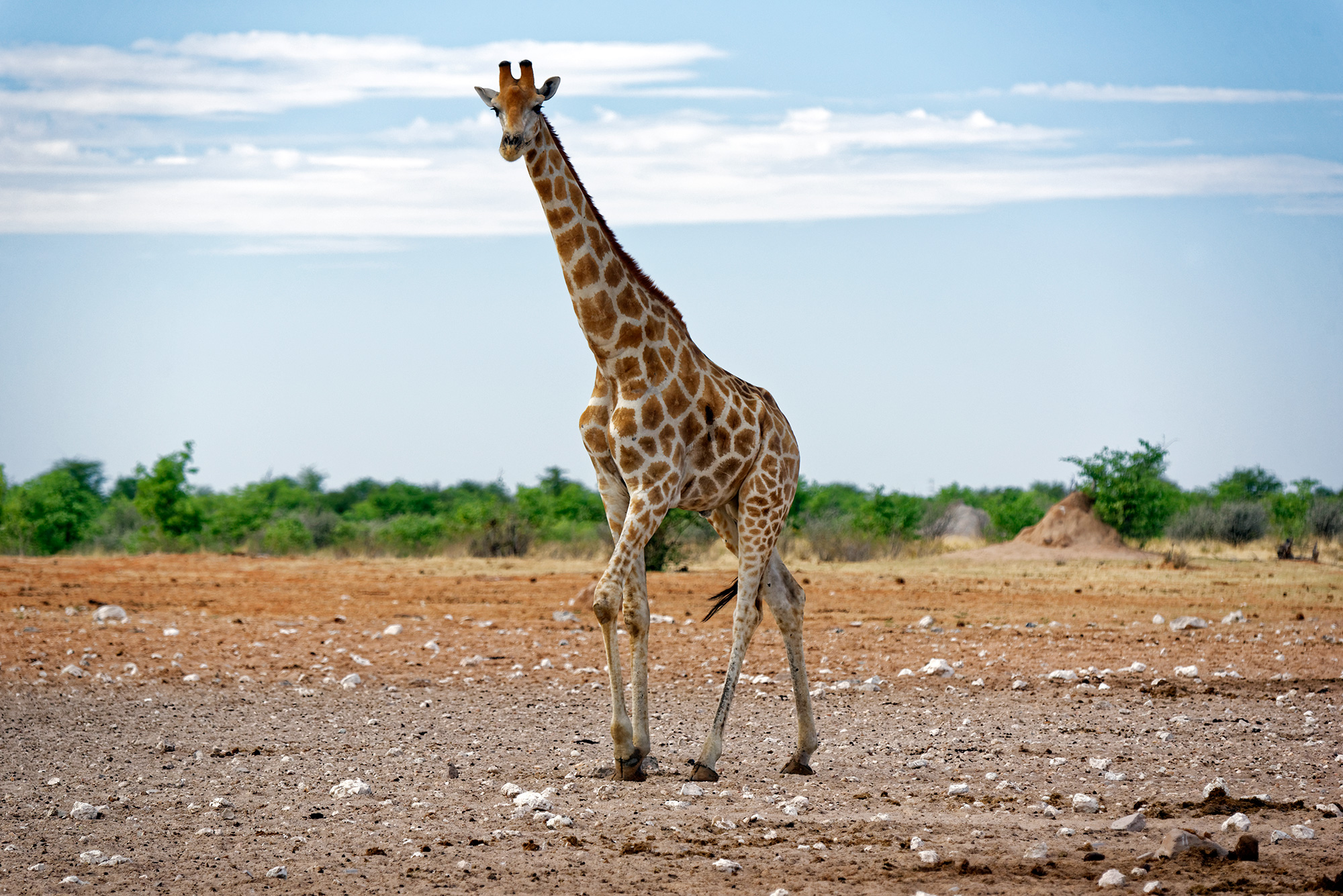 viajes-africa-parque-nacional-etosha-safari-a-medida
