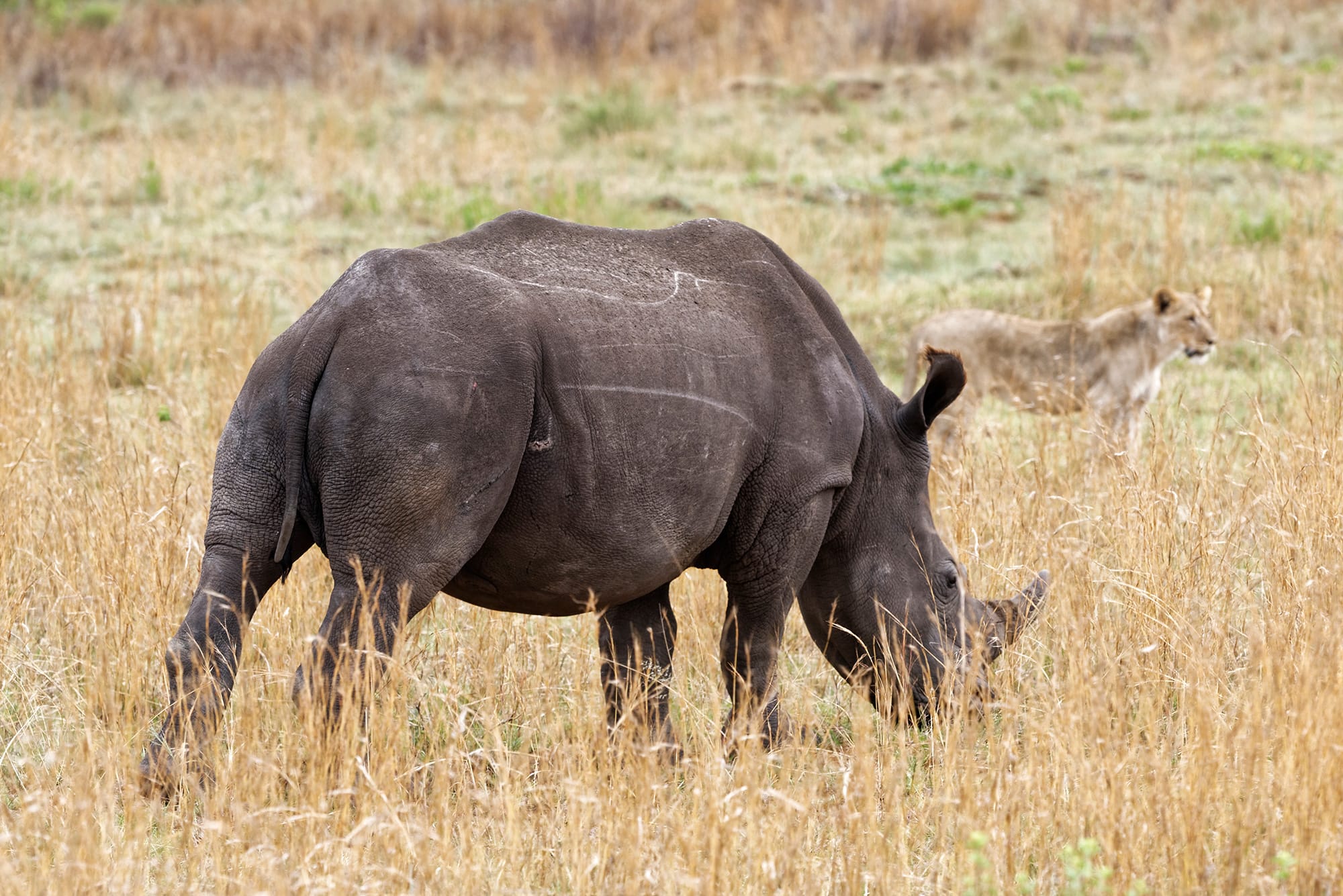 viajes-africa-safari-fotografia-parque-kruger-rinoceronte
