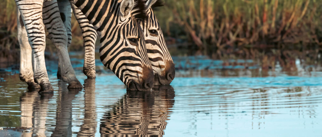 Cebras bebiendo agua durante un safari en Botswana