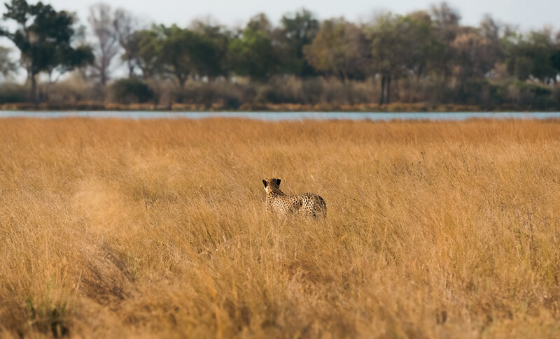 Guepardo entre la hierba durante un safari en Botswana
