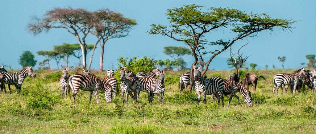 Cebras y ñus durante la Gran Migración en Tanzania