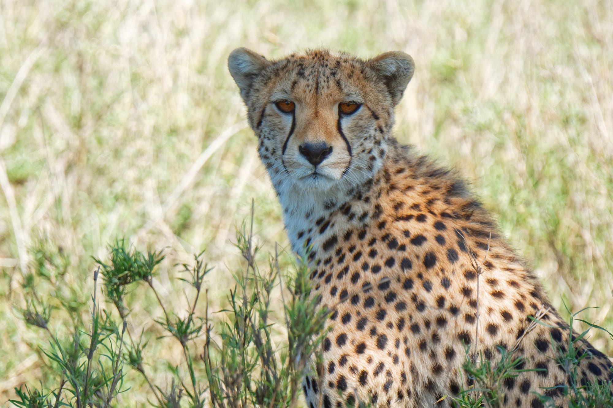 viajes-africa-tanzania-safari-cráter-de-ngorongoro-guepardo