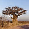 5-viajes-africa-safari-a-medida-sudafrica_rsz