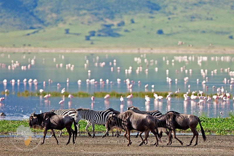 viajes a africa tanzania crater Ngorongoro flamencos rosados
