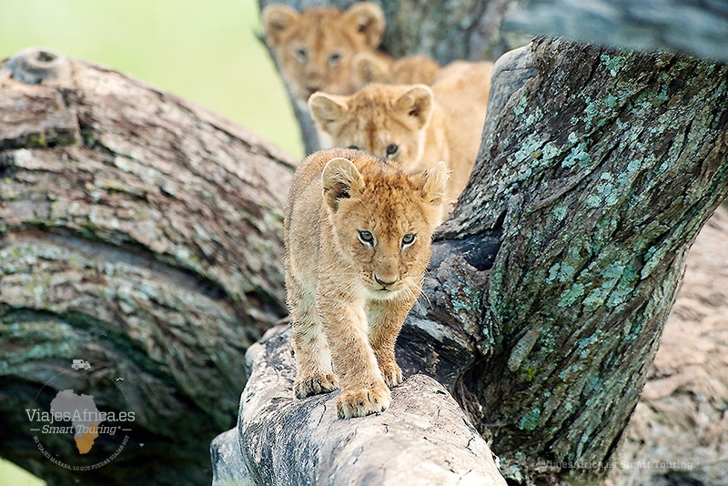 viajes a africa tanzania privado safari serengueti leones