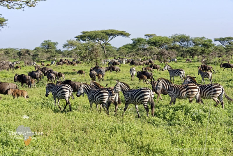 Viaje la Gran migración Tanzania