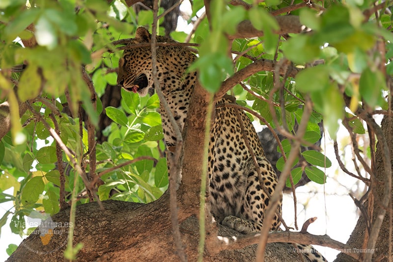 Leopardo en Lower Zambezi