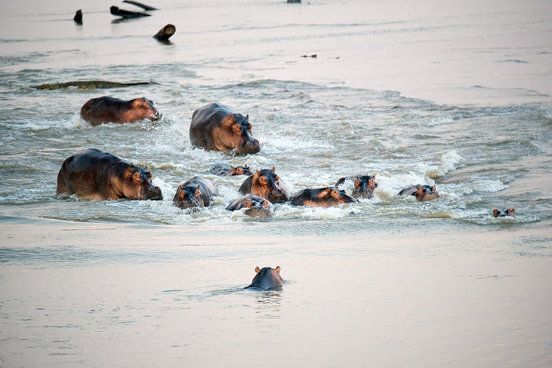 Hipopótamos en el rio Luangwa