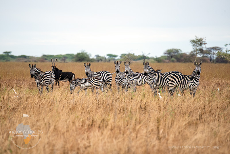 Manada de cebras en un safari de lujo por Tanzania
