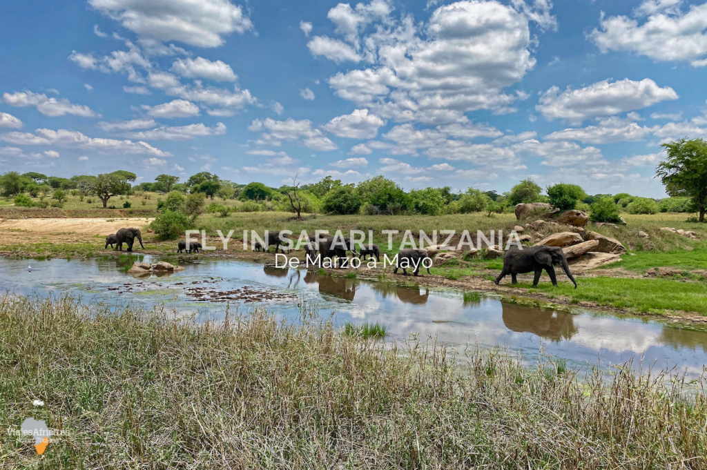 Safari en Tanzania, el mejor momento