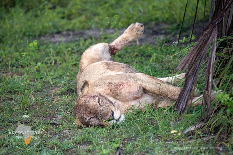 León descansando durante un safari de lujo en Tanzania