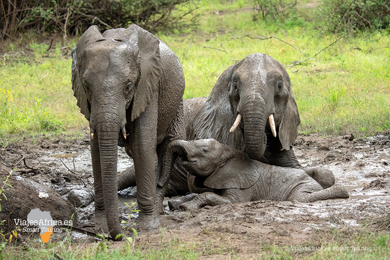 Encuentros cercanos con elefantes en el Parque Nacional Nyerere, viaje de lujo