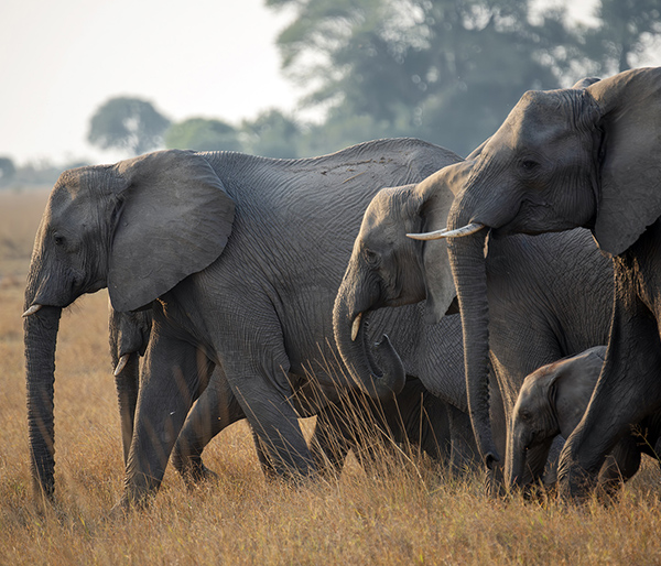 Safaris en familia por africa, viajar con niños