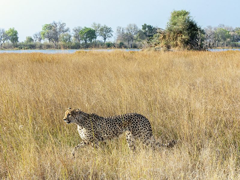 Safari en el Delta del Okavango