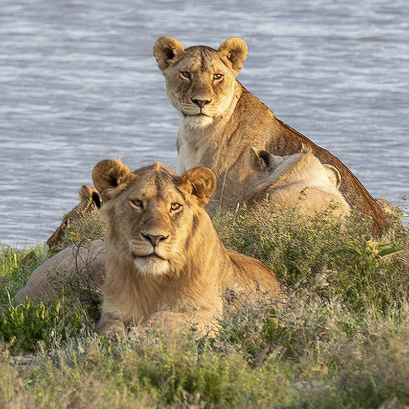 Safaris en Africa para familia