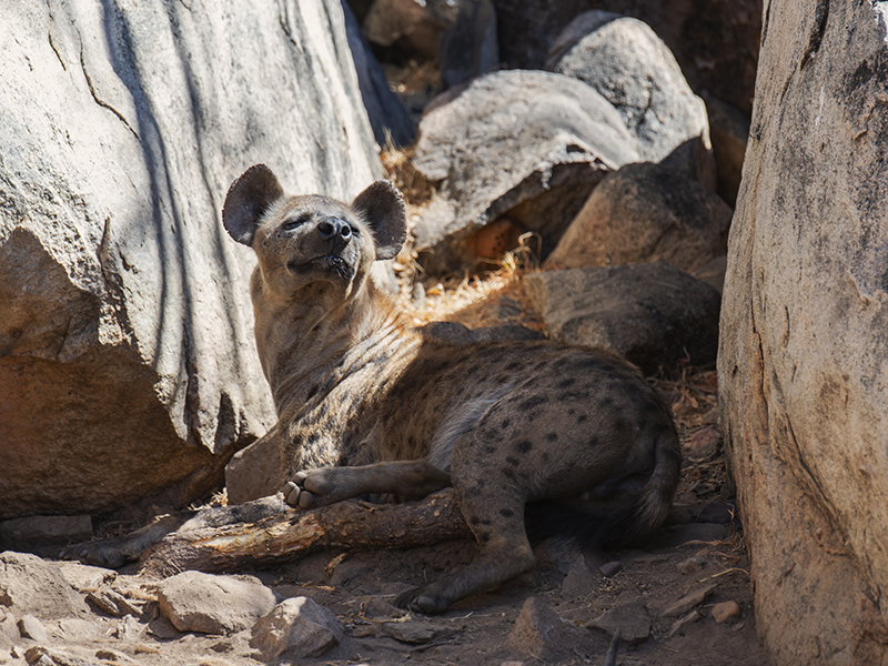 Una hiena en los alrededores de Ruaha