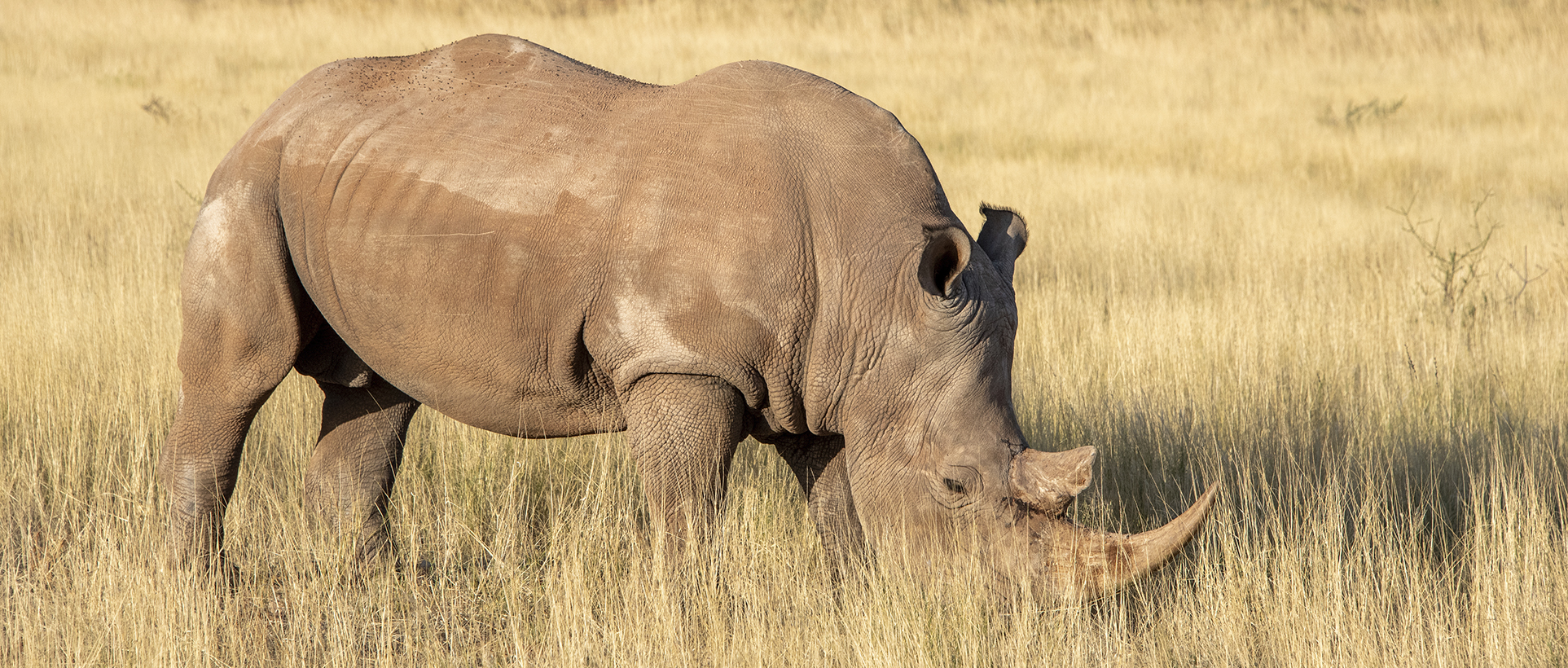 Rinoceronte en una de las reservas mas especialices de África