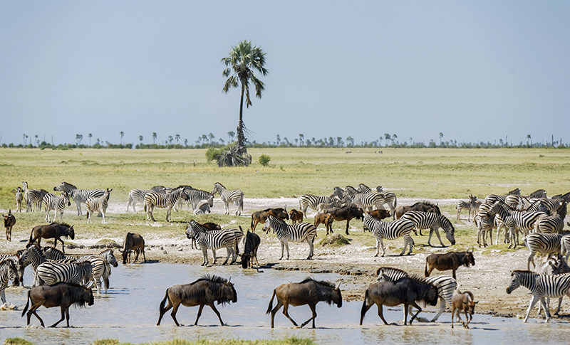 La gran migración en los Salares de Makgadikgadi