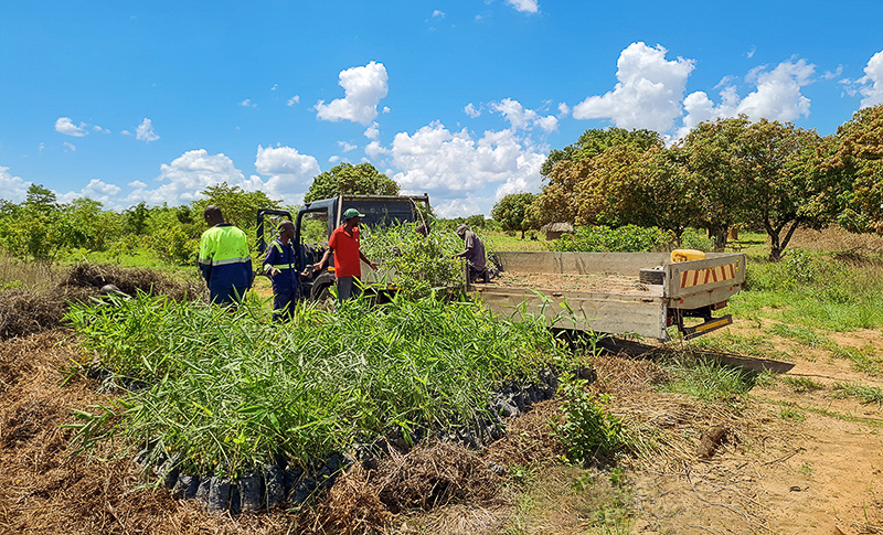 Reforestando zona de Zambia con Bambu