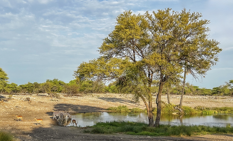 Hotel tipo Glamping en el Parque Nacional Etosha