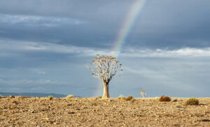 Árbol quiver tree con arco iris en el paisaje desértico del Cañón del Río Fish, Namibia