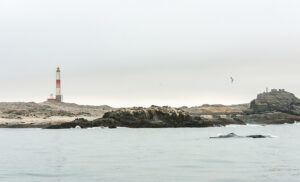 Ballena observada desde un catamarán frente a las costas de Lüderitz, Namibia