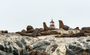Leones marinos descansando sobre rocas en la costa atlántica de Lüderitz, Namibia