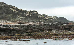 Pingüinos africanos en la costa rocosa de Lüderitz, al sur de Namibia