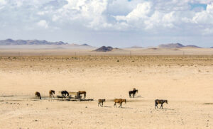 Caballos salvajes de Aus bebiendo en el punto de observación de Garaub, Namibia