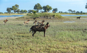 Perros salvajes en Botswana