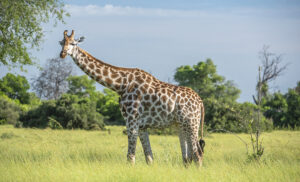 Jirafa en el Delta del Okavango