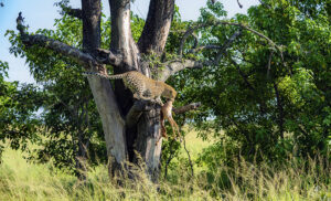 Viajar a Botswana en temporada verde es ver abundante vida salvaje en todo su esplendor