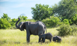 Un Safari en Botswana en Temporada Verde es una oportunidad increíble de ver abundantes crias de mamíferos