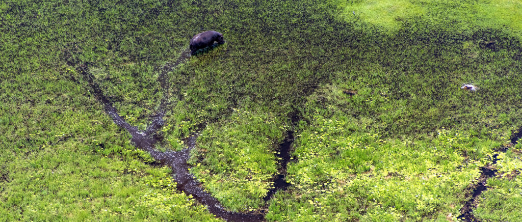 Safari en Botswana durante la temporada verde: paisajes verdes y animales entre la vegetación