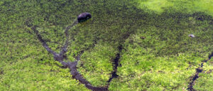 Safari en Botswana durante la temporada verde: paisajes verdes y animales entre la vegetación