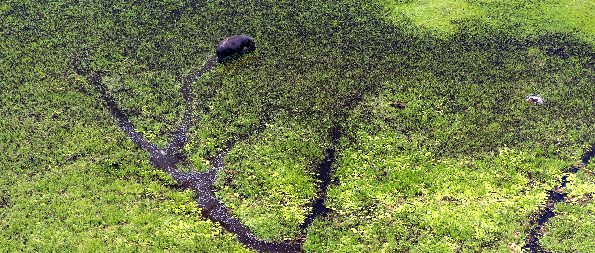Safari en Botswana durante la temporada verde: paisajes verdes y animales entre la vegetación