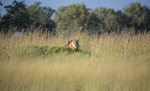 Los paisajes mas bonitos de Botswana son en la temporada verde