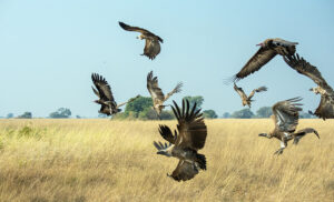Grupo de buitres volando sobre la sabana dorada de Kafue National Park, Zambia.