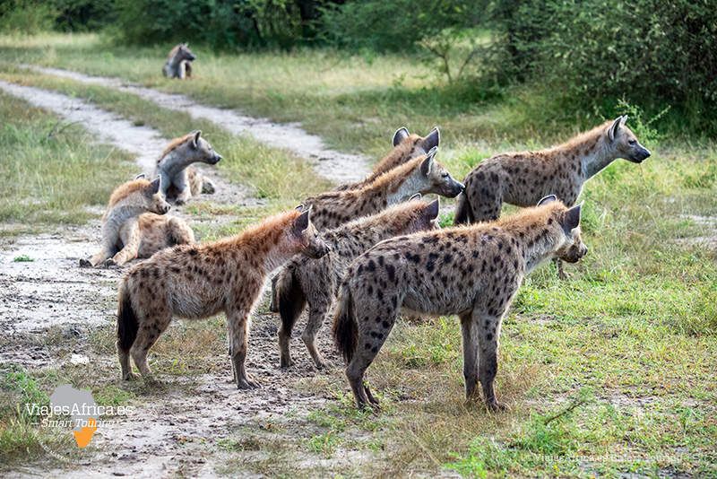 Observación de hienas en un safari de lujo en Tanzania
