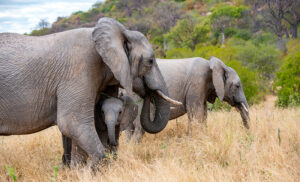 Familia de elefantes en Ruaha National Park, Tanzania, parque de gran biodiversidad y safaris remotos.