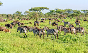 Manada de cebras y ñus pastando en el Área de Ndutu, Tanzania, parte del ecosistema Serengeti-Ngorongoro.