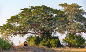 León descansando bajo un gran árbol en Kafue National Park, Zambia, uno de los mejores destinos para safaris auténticos.