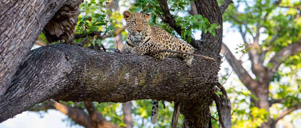 Leopardo descansando sobre un árbol en Zambia, ejemplo de fauna en parques nacionales y reservas privadas de África.
