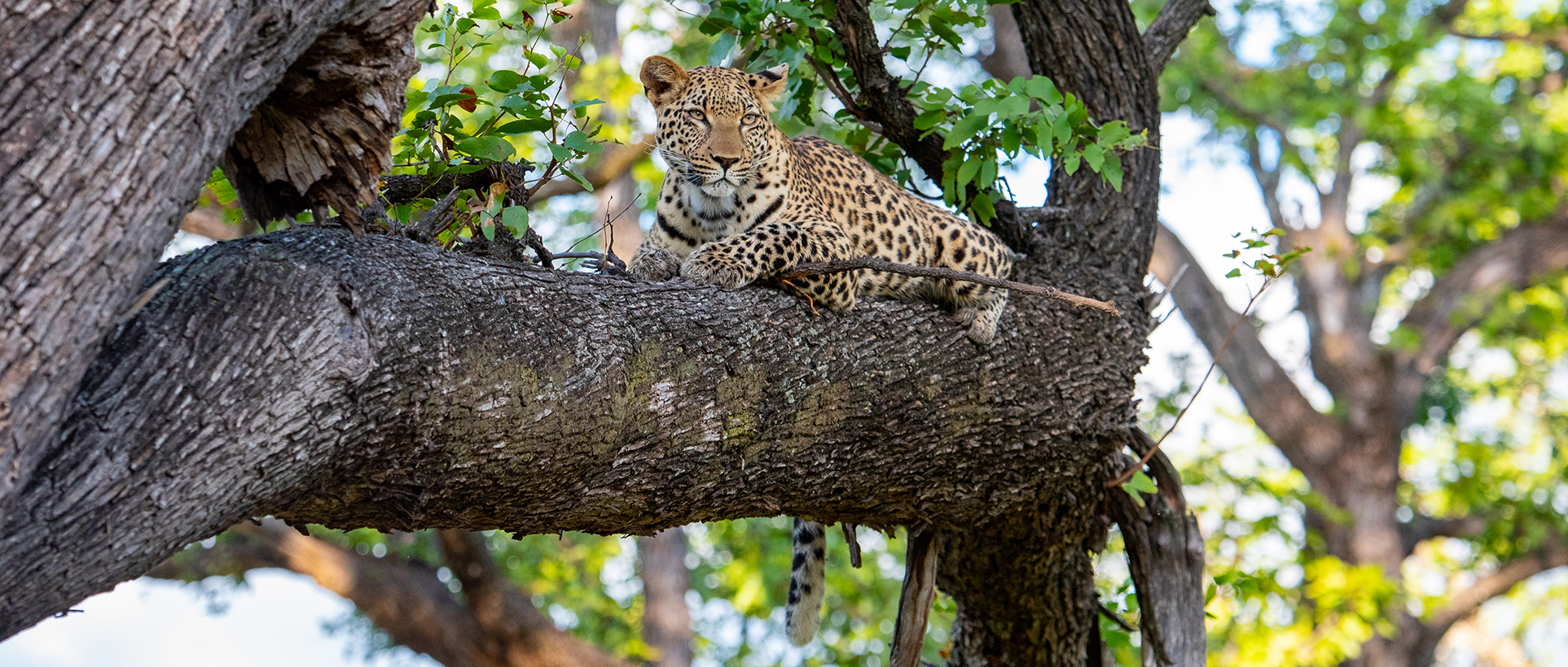 Leopardo descansando sobre un árbol en Zambia, ejemplo de fauna en parques nacionales y reservas privadas de África.