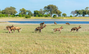 Manada de perros salvajes africanos en una concesión privada en Botswana, especie en peligro de extinción.