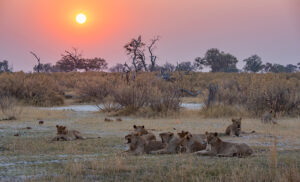 Manada de leones descansando al atardecer en la Concesión Privada de Kwando, Botswana.