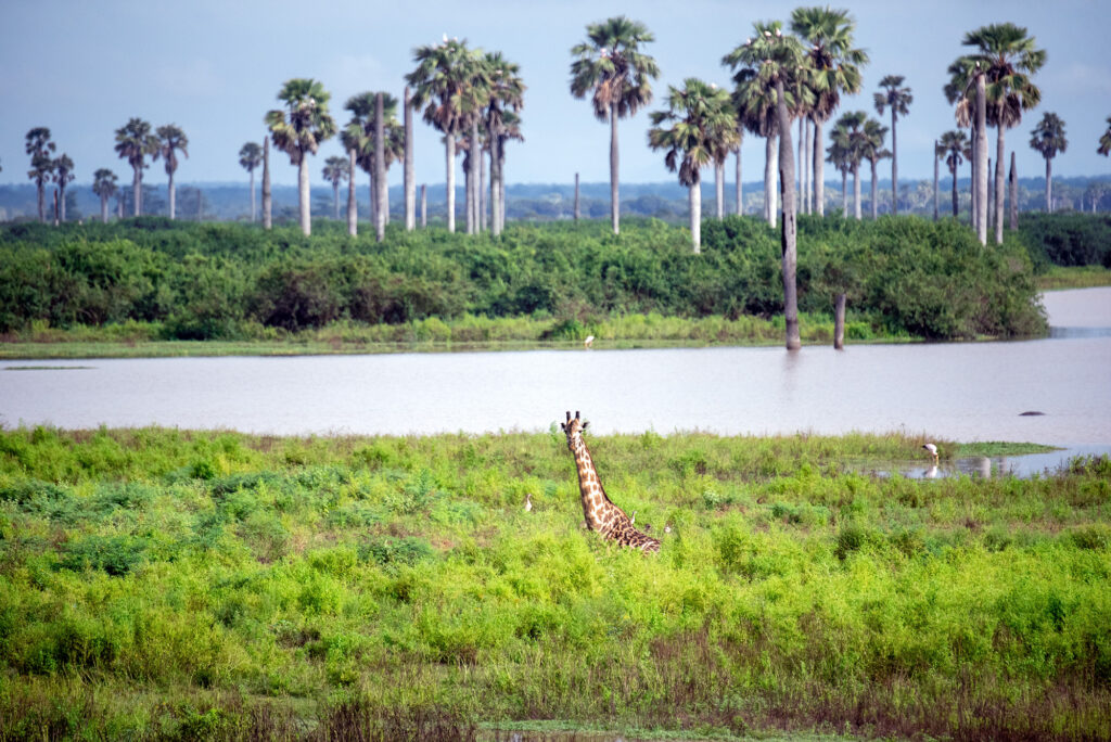 Safari en Tanzania